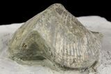 Pyrite Replaced Brachiopod (Paraspirifer) Fossil on Shale - Ohio #136658-1
